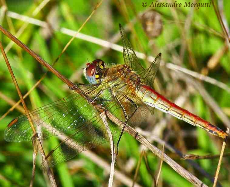 Scheda: Sympetrum fonscolombii